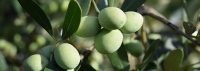 SATILIK 1 YAŞ TRİLYE ZEYTİN FİDANI