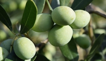 SATILIK 1 YAŞ TRİLYE ZEYTİN FİDANI